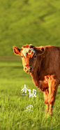 @伊利 的个人主页 - 微博