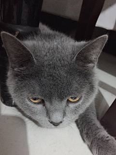 青碧色的玉采集到猫与美甲