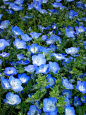 喜林草，Nemophila menziesii, 是加利福尼亚一种通常野花, 它生长的范围延伸到俄勒冈和整个加州 。最常见的品种Nemophila menziesii 又名N. insignis（浅蓝色）生长遍及加利福尼亚为主的西海岸, 高度从海平面到2000 米都有它的足迹。