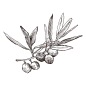 橄榄_PNG线稿素描手绘植物花水仙菊化妆品包装海报平面AI矢量设计素材