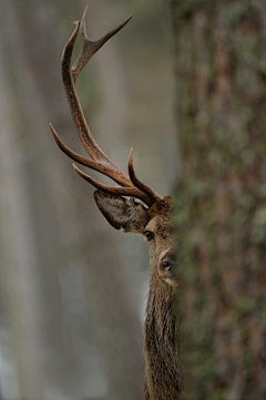 翻翻king采集到deer