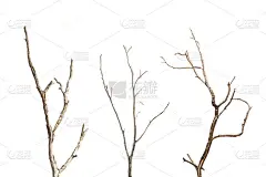 没有叶上白色孤立的死树的分支 