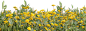 sq_2332