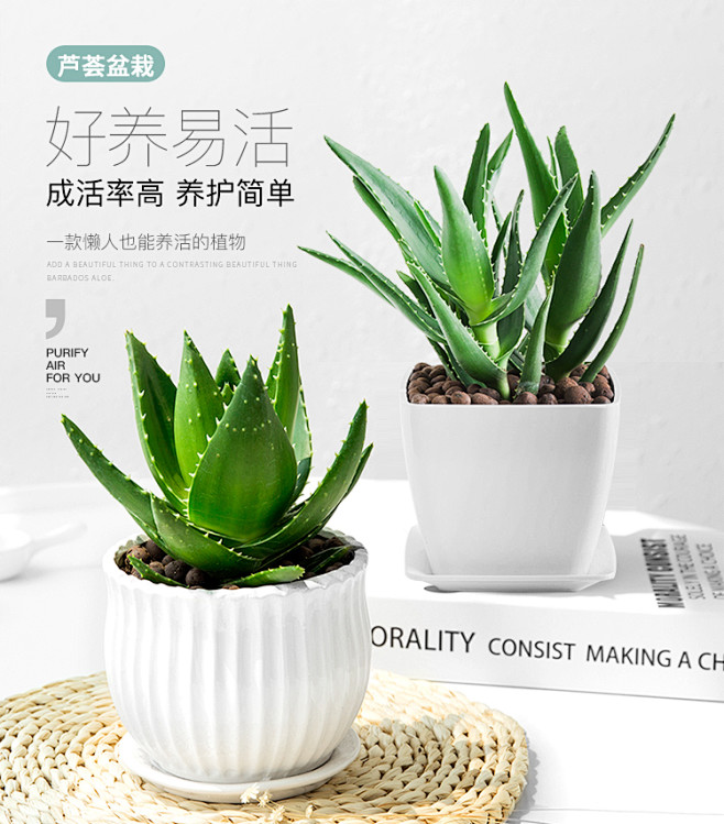 芦荟盆栽植物室内净化空气绿植花卉办公桌防...