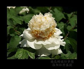 姚黄_好搜图片