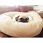 For the love of PUG / Pug puff