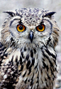 Bengal Eagle Owl | by Jonathan: 