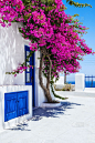 三角梅,圣托里尼岛,希腊,白色,房屋,有包装的,传统,地中海,粉色,庭院