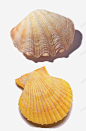 扇贝和珍珠贝高清素材 扇贝 海洋 珍珠贝 贝壳 元素 免抠png 设计图片 免费下载 页面网页 平面电商 创意素材