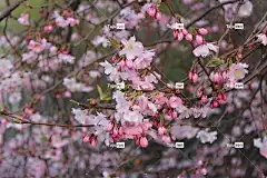 樱桃树 花朵 日本 春天 植物 春天的花朵 树木 花壁纸