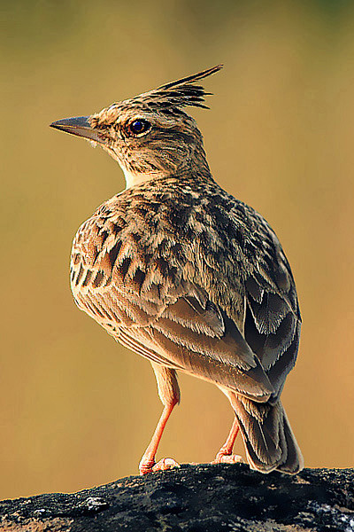 雀形目百灵科凤头百灵属马拉巴凤头百灵