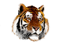 Tiger_d