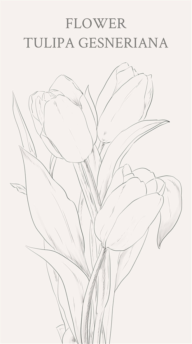 郁金香（学名：Tulipa gesner...
