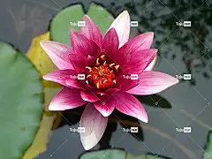花 花壁纸 Mac壁纸 酷背景 莲花 水百合 花卉背景 荷花