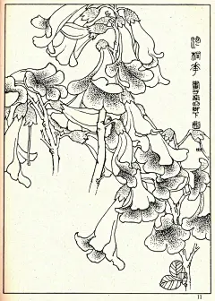 花卉线描资料，《白描花卉》