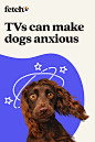 TVs aren’t always comforting to dogs