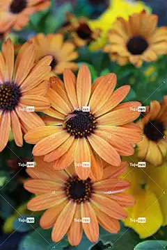 花 西班牙玛格丽特 花卉背景 盛开 花园 颜色 花壁纸 树叶