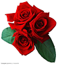 鲜花素材-三朵鲜艳红色玫瑰花