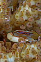 Trapeziidae coral crab by aquanauts74 on deviantART