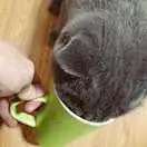 废ཻ猫