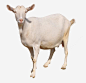 草地上的羊png免抠素材_新图网 https://ixintu.com 白羊 山羊 羊羔 生物世界 家禽家畜