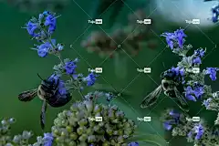 熊蜂 自然 美丽的花朵 蜜蜂 花壁纸 黄色 花卉背景 翅膀 夏天