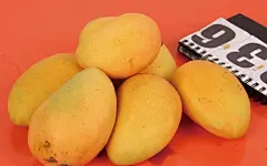 热带果王芒果图片壁纸桌面壁纸2