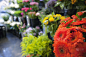 花卉商,图像聚焦技术,选择对焦,水平画幅,无人,色彩鲜艳,商店,户外,花束,静物