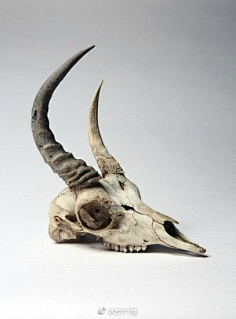 异形骨架-花瓣网|陪你做生活的设计师 | 贴吧