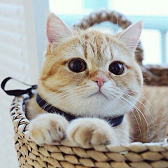 凡生六欲采集到小猫