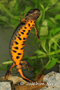 多瑙河欧螈 Triturus dobrogicus