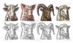 农场动物图标集。猪、牛、羊、山羊头