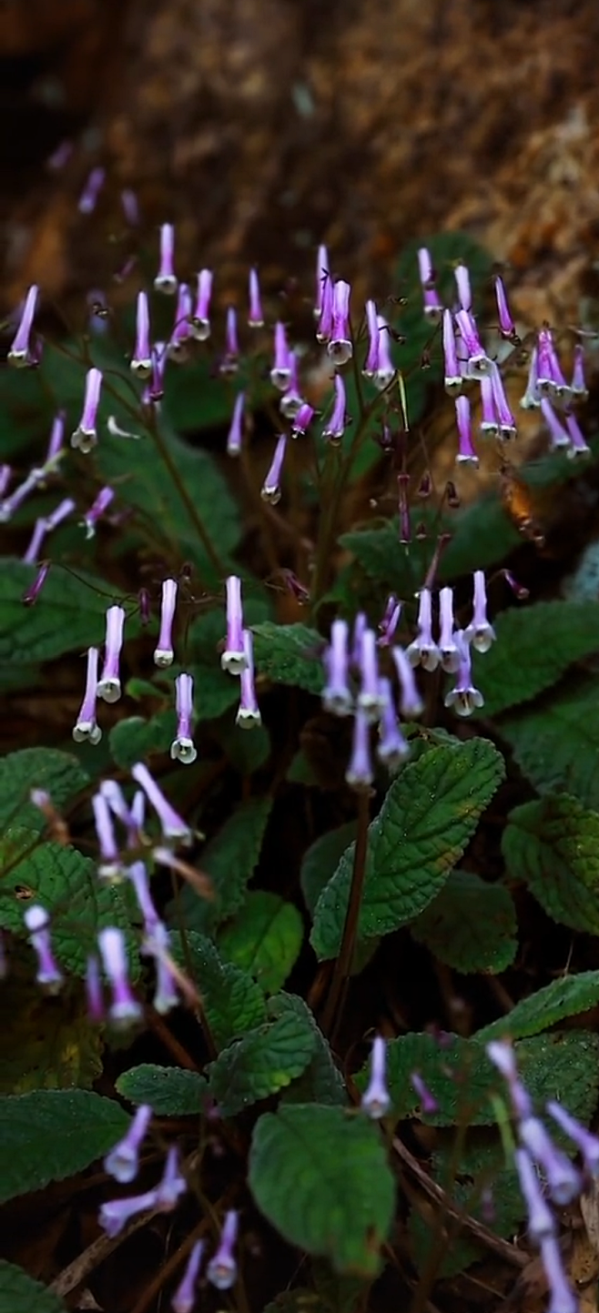 11:16:15筒花马铃苣苔1喜欢奇花异草月河图集该采集也在以下画板加载