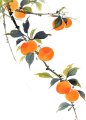 水墨风花卉插画-柿子