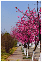 云南樱花