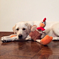 #OFAB white lab on Instagram: “Thank you Max @the_world_of_max for my #MrChicken
拉布拉多，汪星人，狗