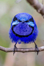 澳大利亚的辉蓝细尾鹩莺（Malurus splendidus）是一种小型鸟,成年鸟的体重也只有数克。
雌性是灰色，雄性是蓝色。
(Photo: Terry Booth, Mark Eatwell...) ​​​​