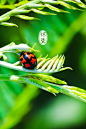 #iPhone壁纸# 今年的惊蛰节气为3月6日～3月20日，「微雨众卉新，一雷惊蛰始」。《孝经纬》记载：「雨水后十五日，斗（北斗星）指甲，为惊蛰。」从惊蛰起为卯月，卯者，茂也，言阳生而滋茂也。万物出乎震，震为雷，春雷预示着生长的季节开始了……