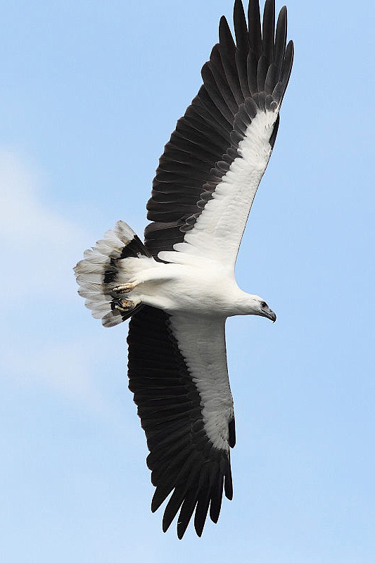 鹰形目鹰科鹰属白腹鹰