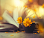 Midas touch by Ashraful Arefin on 500px