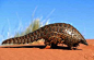 markscherz:<br/>stuckinabucket:<br/>It’s Pangolin Appreciation Day again!<br/>That’s right, motherfuckers.  This is a thing now.<br/>Pangolins are little mammals who can be anywhere from one to three feet long.  They look like this