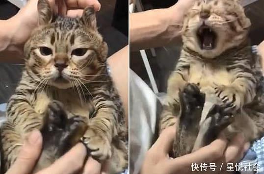 主人把小母猫带去绝育，家里的小公猫表情亮...