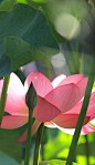 ☥ Nuk Seshini Ab Per -m- Sekhet ~ I Iz the lotus emerging pure from the mud ☥ - 你我觅 - niwomi.com