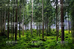 树林  - 源文件下载【酷图网】森林,森林背景,原始森林,林间小路,梦幻森林,奇幻森林,梦幻丛林,童话森林,幽暗森林,神秘森林,远古丛林,远古森林,树,古树,树藤,树木,树林,藤条,森林墙纸,美丽的森林,森林壁纸,森林桌面,林,树叶,树冠,树枝,绿色世界,小路,林间,丛林,光,光芒,云海,美景,山脉,远山,高山,山峰,群山,风景,