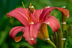 黄花菜 花 植物 红黄花菜 红花 花瓣 植物群 花壁纸 盛开