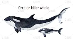 水彩的鲸。孤立在白色背景上的虎鲸。为设计、 版画、 背景、 t 恤