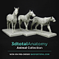 Green  - Quarter Horse ecorche 3dtotal, Gael Kerchenbaum : This is Green, our Quarter Horse /Equidae ecorche.<br/>Green is available to order / pre-order on 3dtotal : <br/>- <a class="text-meta meta-link" rel="nofollow"