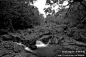 夏岛散记：哈纳之路上的那些绝美瀑布, 树缠藤旅游攻略