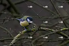 户外 自然 自然背景 鸟 美丽的大自然 羽毛 大自然壁纸 山雀