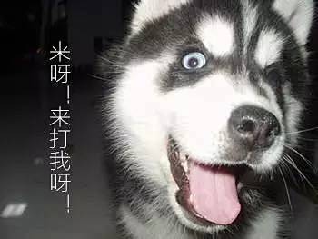 哈士奇表情包斗图